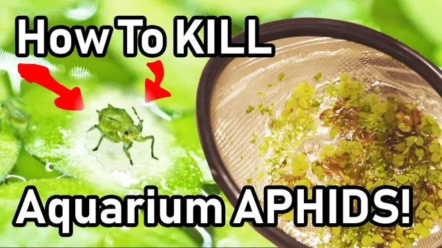 how to get rid of aquatic pests from aquarium plants