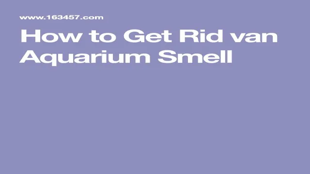 How to Get Rid of Bad Aquarium Smell: Tips and Tricks for Fresher Water