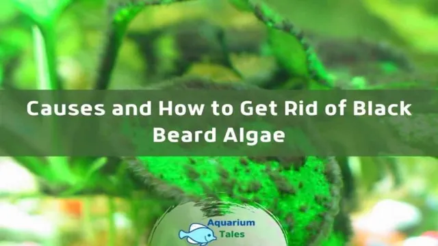 how to get rid of black algae aquarium