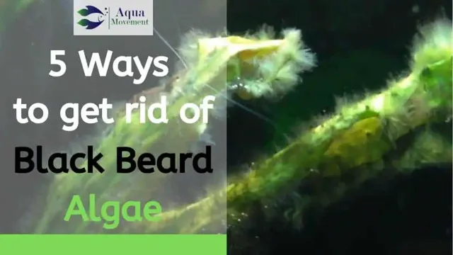 how to get rid of black algae aquarium