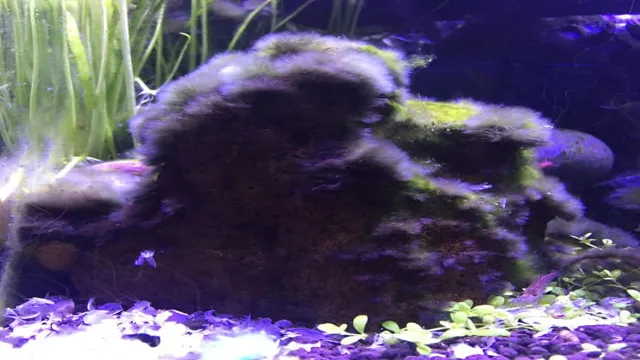 how to get rid of black algae in freshwater aquarium
