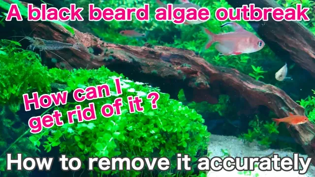 How to Get Rid of Black Aquarium Algae – 7 Effective Methods