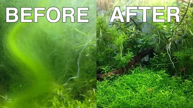 How to Get Rid of Black Hair Algae in Aquarium – Tips and Tricks!