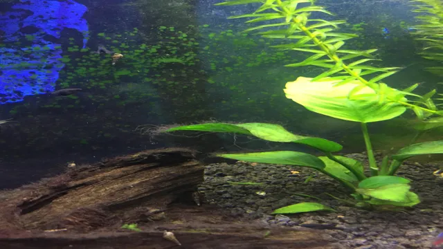 How to Get Rid of Black Spots on Aquarium Plants Like a Pro