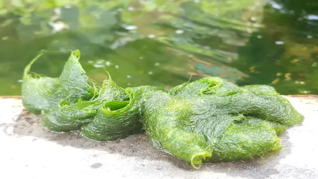 how to get rid of blanket weed in my aquarium