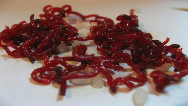 how to get rid of bloodworms in aquarium