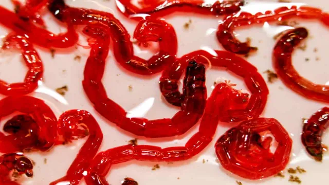 How to Get Rid of Bloodworms in Aquarium: Effective Methods & Tips