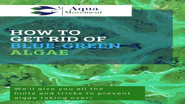 how to get rid of blue green algae aquarium