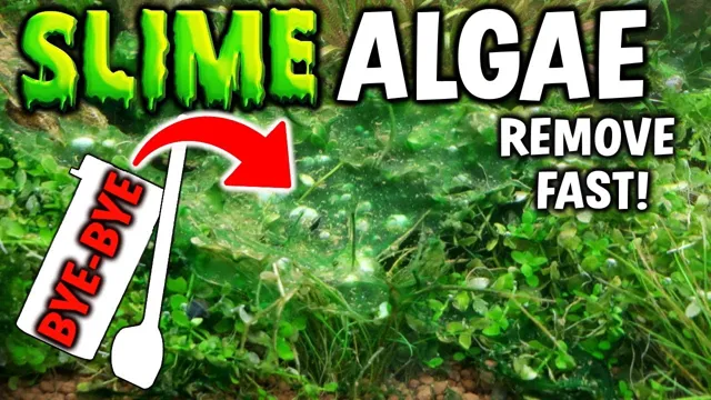 how to get rid of blue-green algae in aquarium