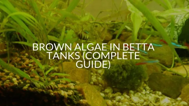 how to get rid of brown algae in fish aquarium