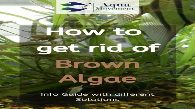 How to Get Rid of Brown Algae in Fish Aquarium – Top Tips and Tricks