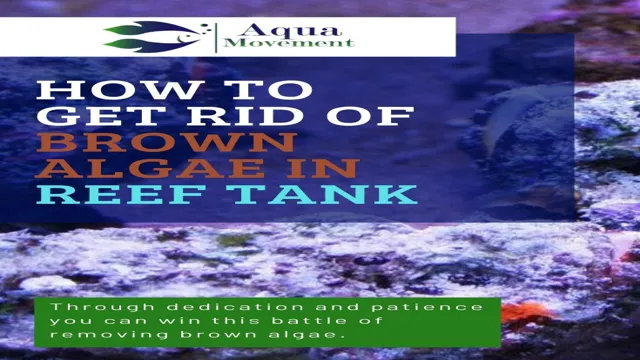 How to Get Rid of Brown Algae in Marine Aquarium: Effective Tips and Tricks