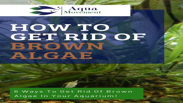 how to get rid of brown algae in saltwater aquarium
