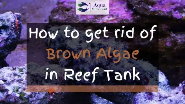 How to Get Rid of Brown Algae in Saltwater Aquarium: Effective Tips and Strategies