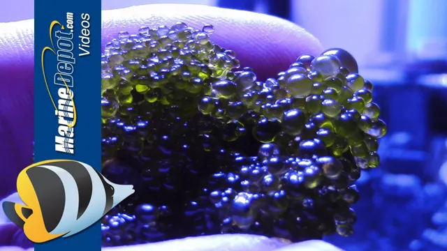 how to get rid of bubble algae in marine aquarium