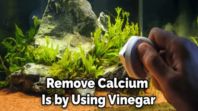 How to Get Rid of Calcium Buildup in Aquarium: Tips and Tricks