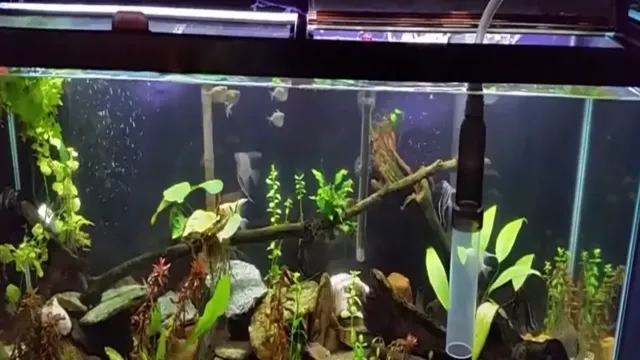 How to Get Rid of Colored Tannins Water in Aquarium: The…