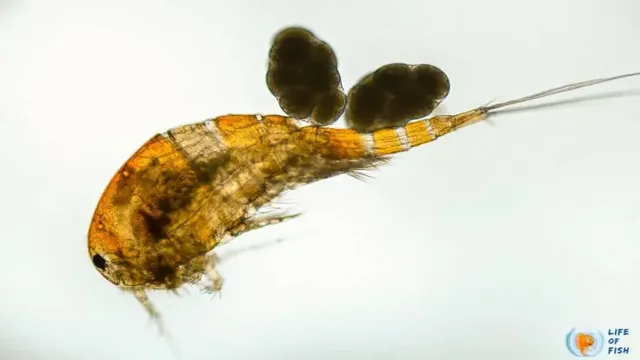 how to get rid of copepods in aquarium