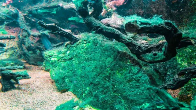 how to get rid of cyanobacteria in freshwater aquarium