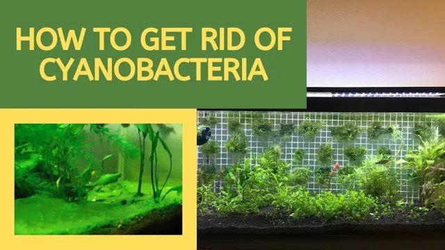 How to Get Rid of Cyanobacteria in Freshwater Aquarium: Top Effective Tips