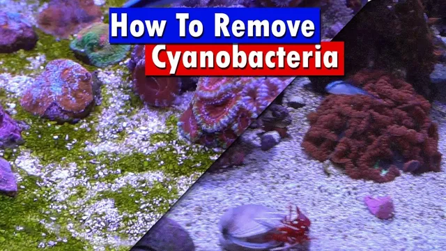 How to Get Rid of Cyanobacteria in Marine Aquarium: Tips and Tricks