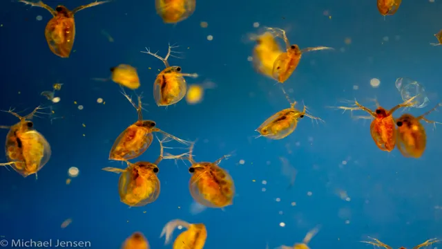 how to get rid of daphnia in aquarium