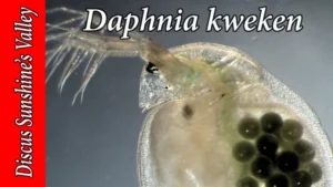 how to get rid of daphnia in aquarium