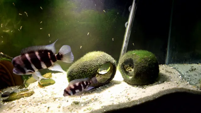 how to get rid of dead spots in aquarium