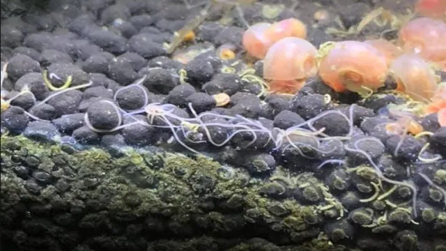 how to get rid of detritus worms in aquarium