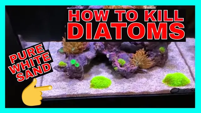 how to get rid of diatoms in saltwater aquarium