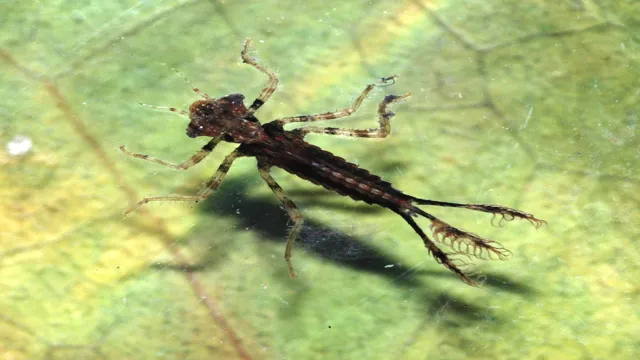 how to get rid of dragonfly larvae in aquarium
