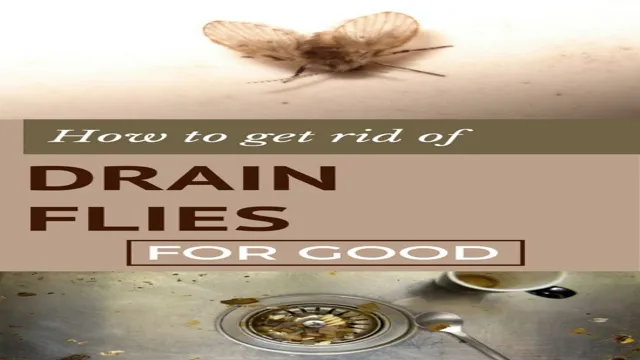 how to get rid of drain flies in aquarium