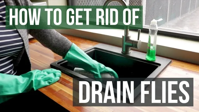 How to Get Rid of Drain Flies in Aquarium: Easy and Effective Methods