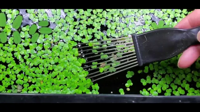 How to Get Rid of Duckweed Aquarium: Simple Steps for a Clearer Tank