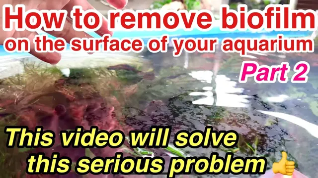 how to get rid of excessive biofilm aquarium