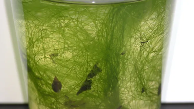 how to get rid of filamentous algae in aquarium