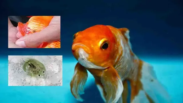 how to get rid of fish lice in aquarium