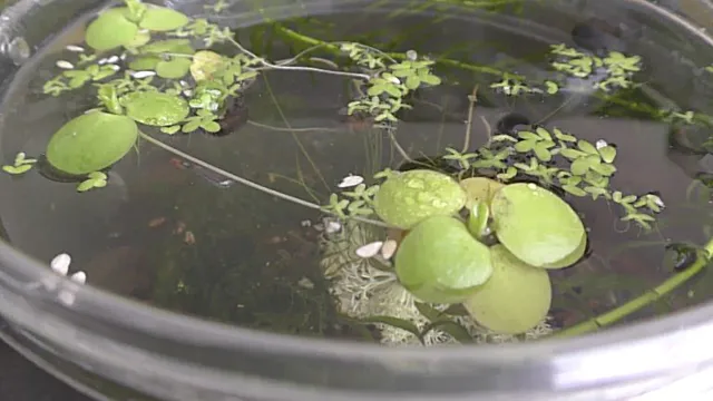 How to Get Rid of Frogbit in Aquarium: Effective Tips and Techniques