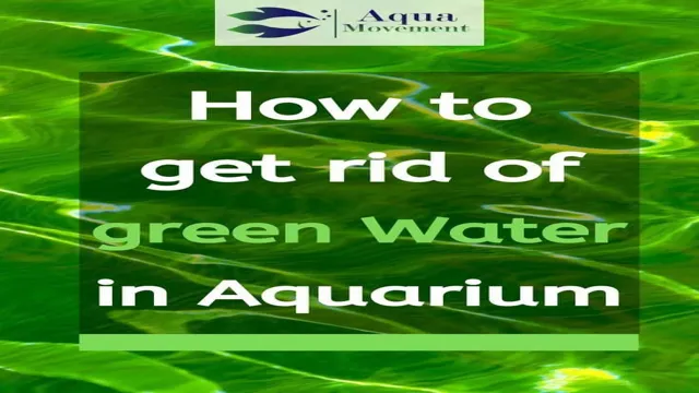 how to get rid of green algae aquarium