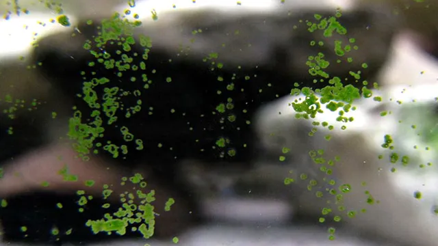 how to get rid of green algae on aquarium glass