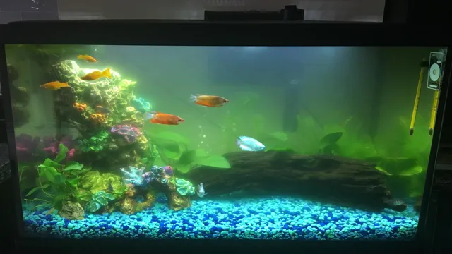 how to get rid of green cloudy aquarium water