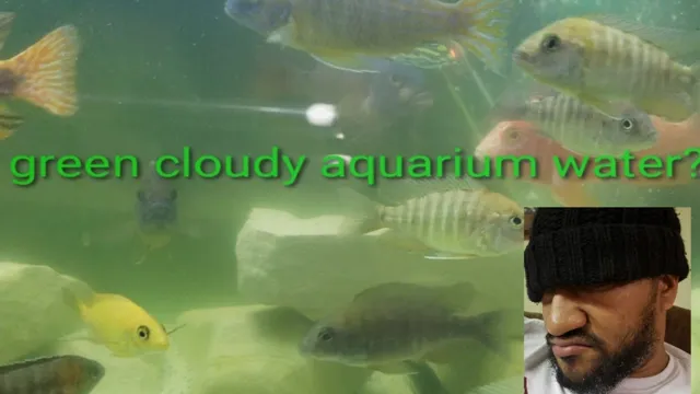 How to Get Rid of Green Cloudy Aquarium Water: Tips and…