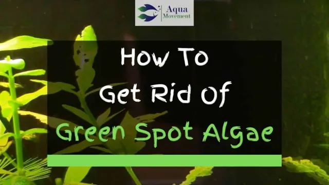 How to Get Rid of Green Spot Algae in Aquarium: Top 5 Proven Methods