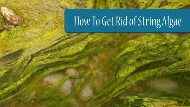 How to Get Rid of Green String Algae in Aquarium – Top 5 Proven Methods