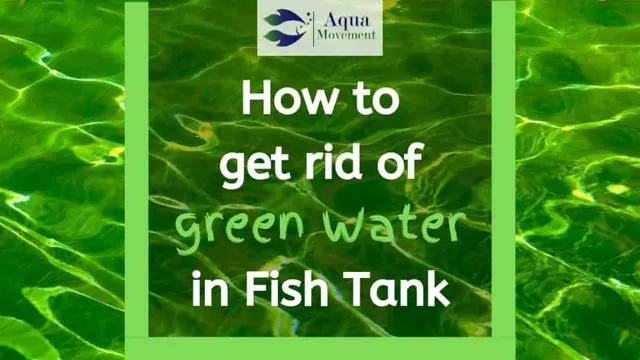 how to get rid of green water in freshwater aquarium