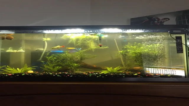 how to get rid of green water in my aquarium