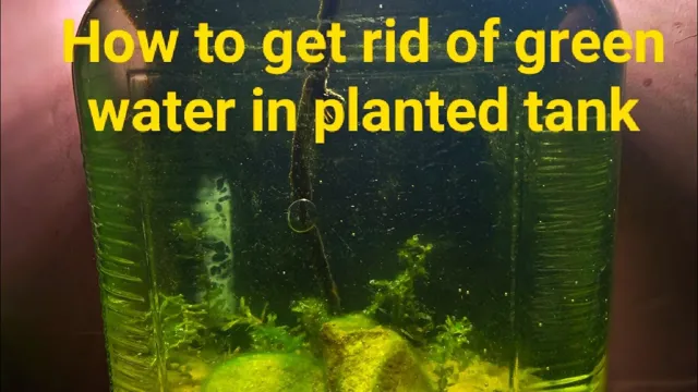 how to get rid of green water in planted aquarium