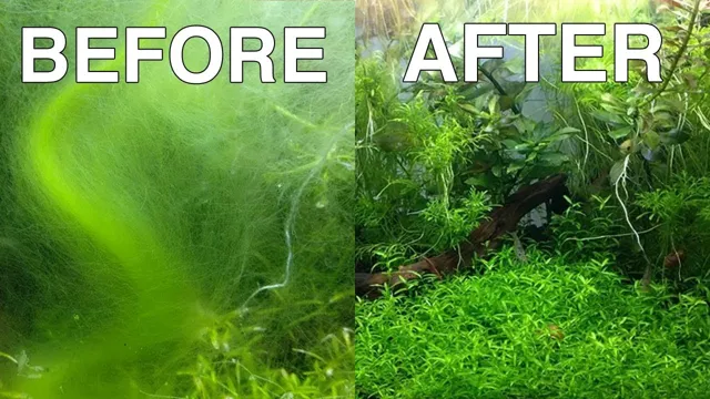how to get rid of hair algae in reef aquarium