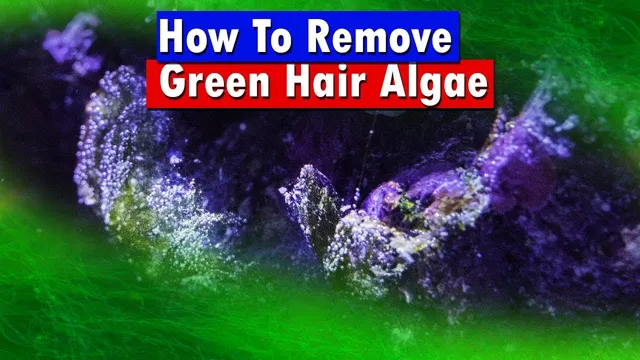 How to Get Rid of Hair Algae in Reef Aquarium: Effective Ways