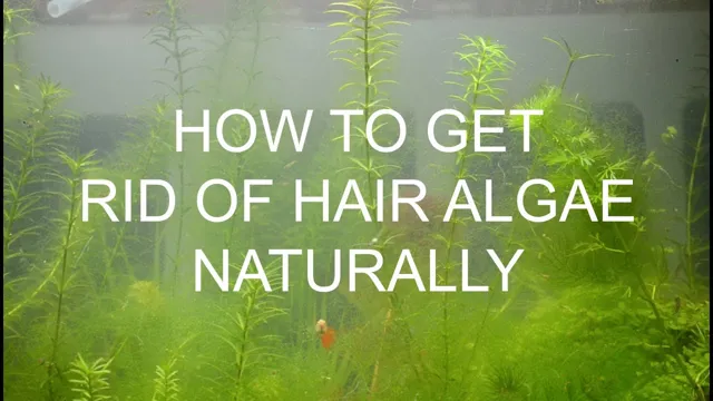 how to get rid of hair algae in saltwater aquarium